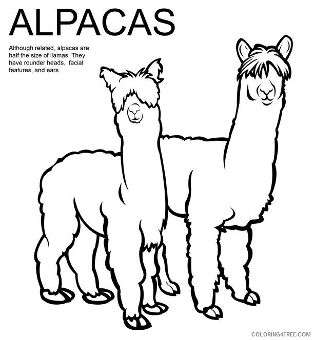 Alpaca Coloring Pages Printable Sheets alpaca Alpaca page 2021 a 4382 Coloring4free