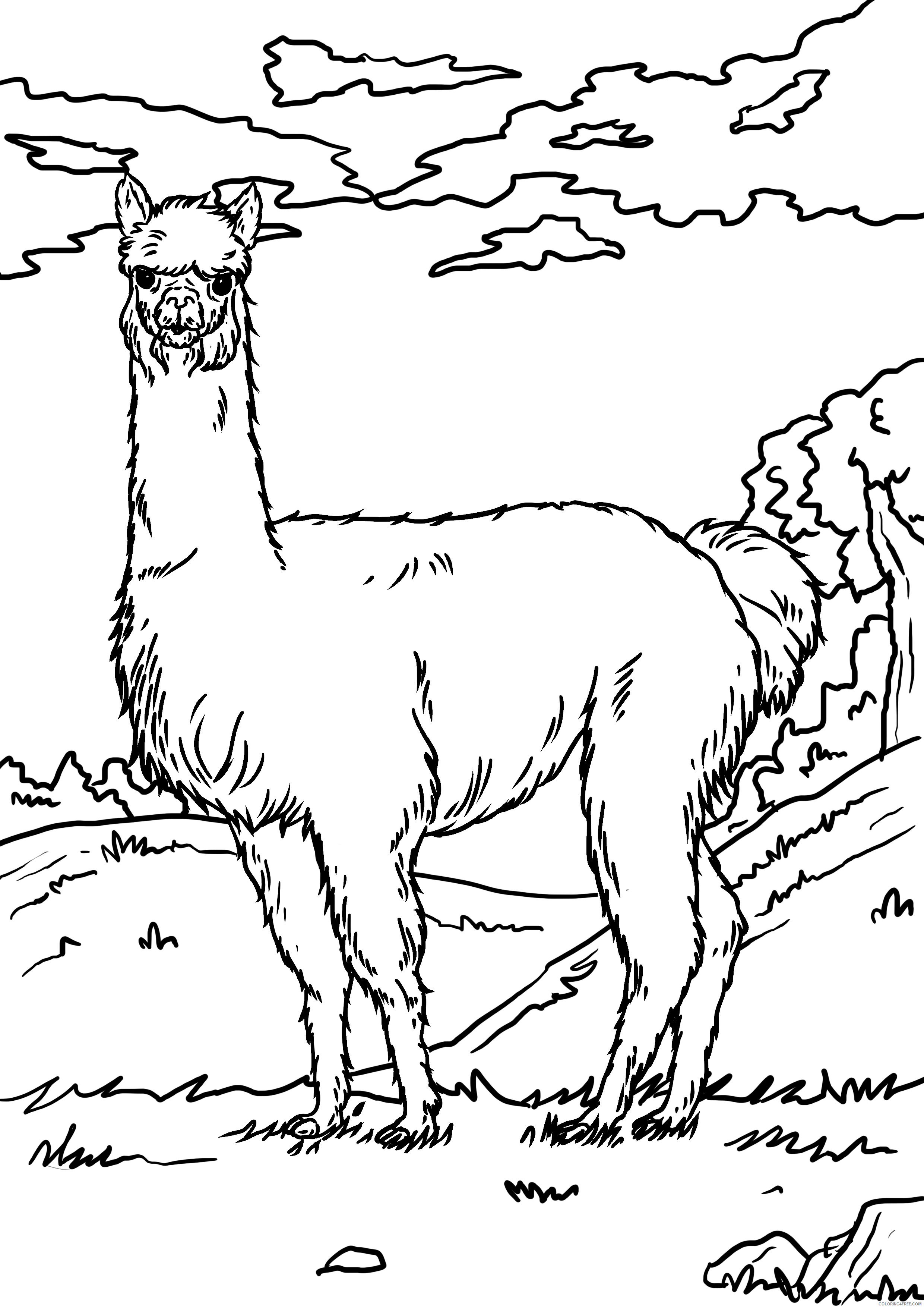 Alpaca Coloring Pages Printable Sheets page alpaca llama animals 2021 a 4383 Coloring4free