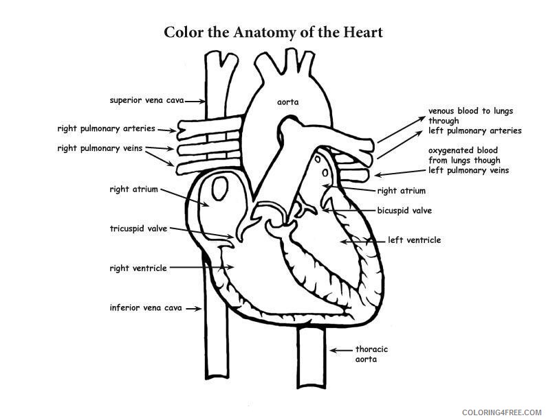 Anatomical Heart Coloring Page Printable Sheets Anatomy Pdf Coloring 2021 a 5747 Coloring4free