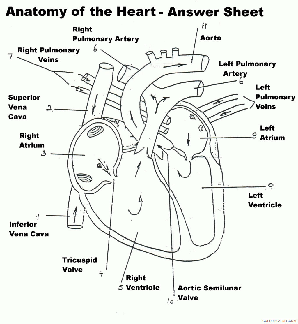 Anatomical Heart Coloring Page Printable Sheets Human Heart Diagram Black and 2021 a 5760 Coloring4free