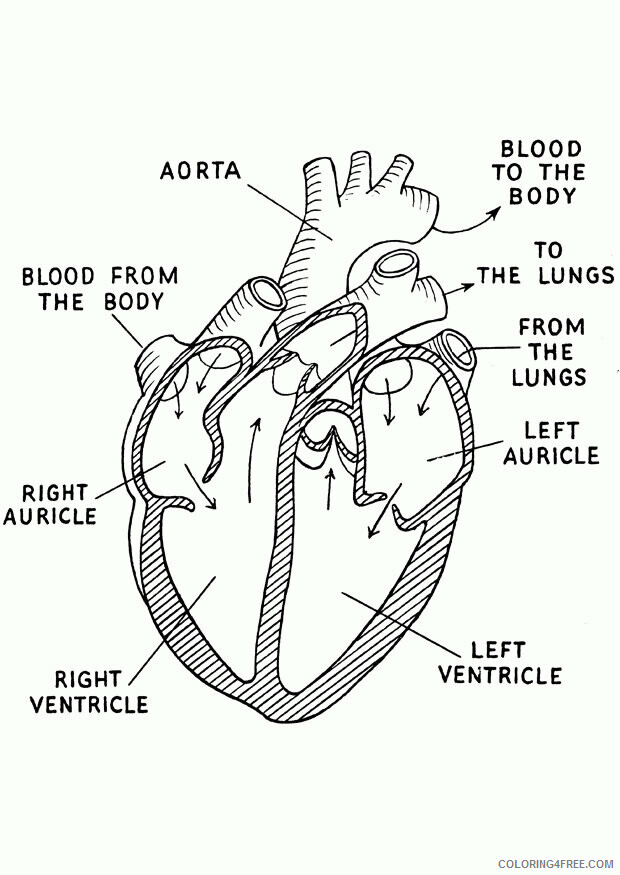 Anatomical Heart Coloring Page Printable Sheets human heart page Google 2021 a 5759 Coloring4free
