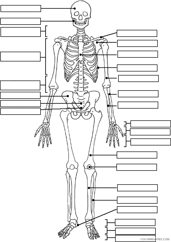 Anatomy Coloring Book Pages Printable Sheets Muscular System Medical 2021 a 5805 Coloring4free