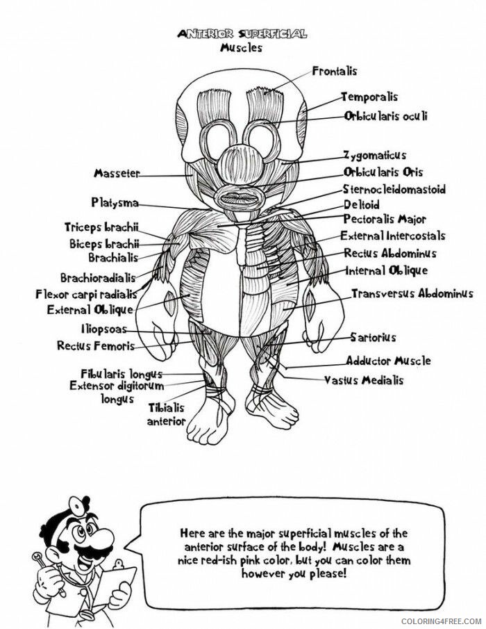 Anatomy Coloring Page Printable Sheets Pig Anatomy 99com 2021 a 5811 Coloring4free