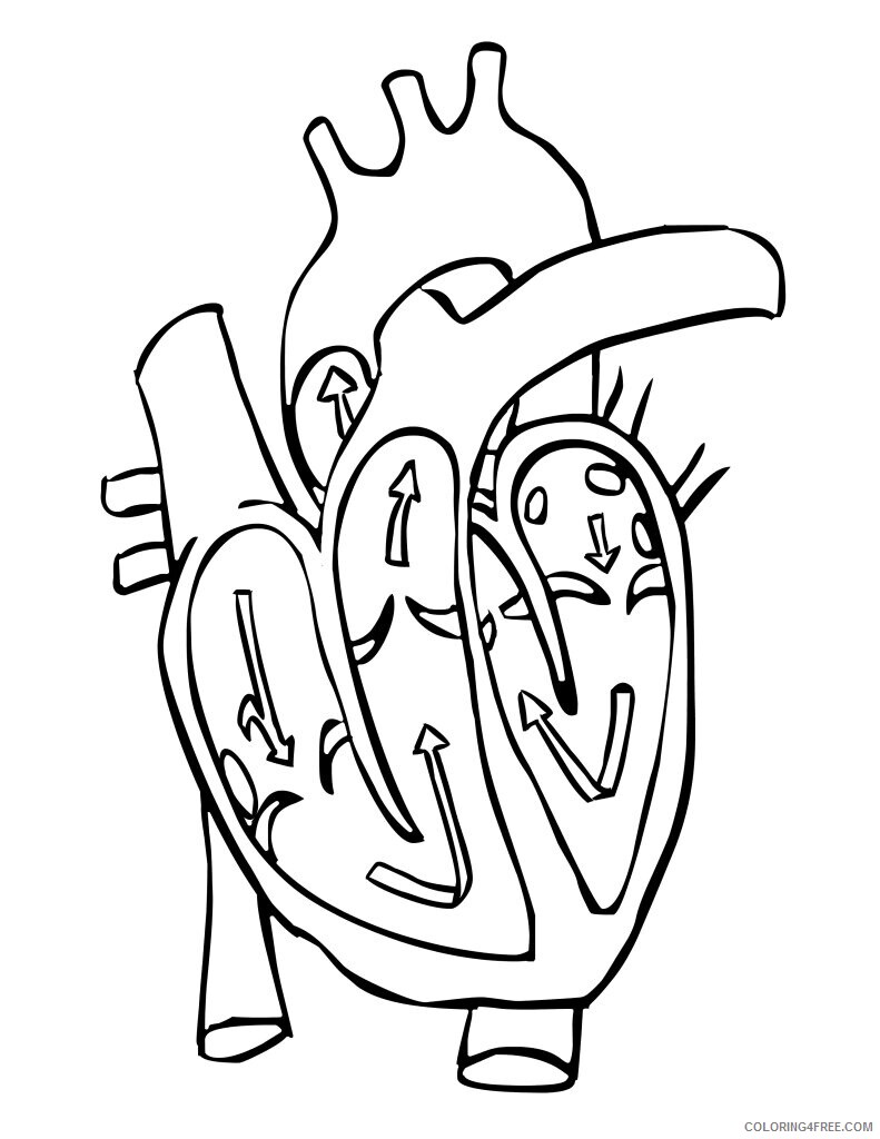 Anatomy Coloring Pages Heart Printable Sheets Blood Heart D¡oloring 2021 a 5818 Coloring4free