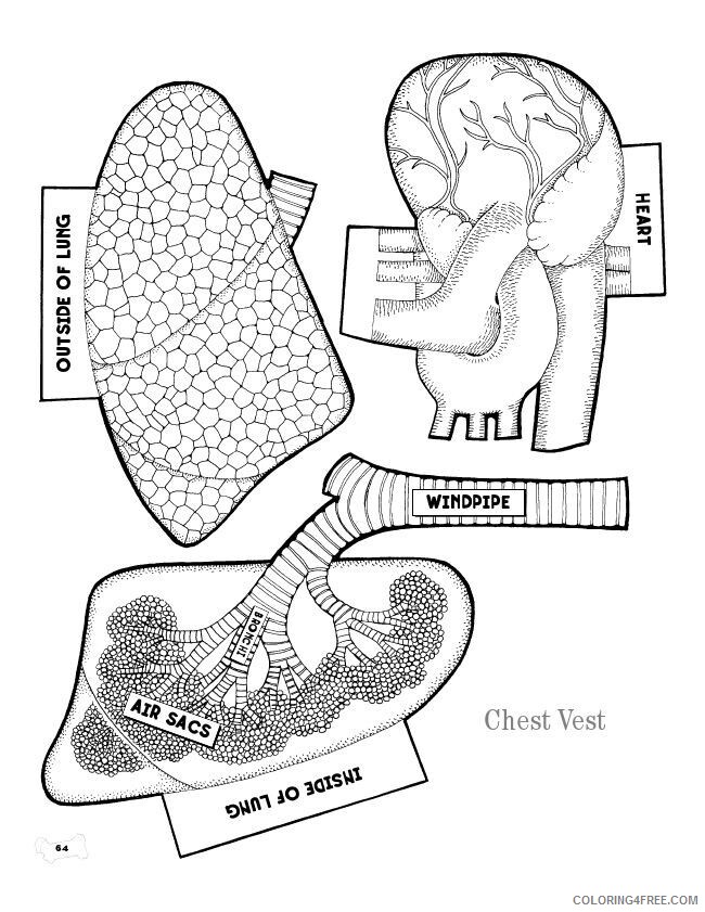 Anatomy Coloring Pages Heart Printable Sheets Free Printable Anatomy Book 2021 a 5820 Coloring4free