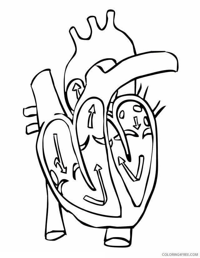 Anatomy Coloring Pages Printable Sheets Human Heart Free 2021 a 5812 Coloring4free