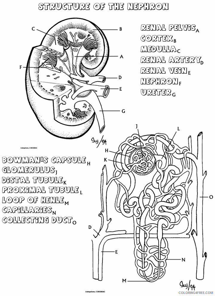 Anatomy and Physiology Coloring Pages Free Printable Sheets 2021 a 5770 Coloring4free