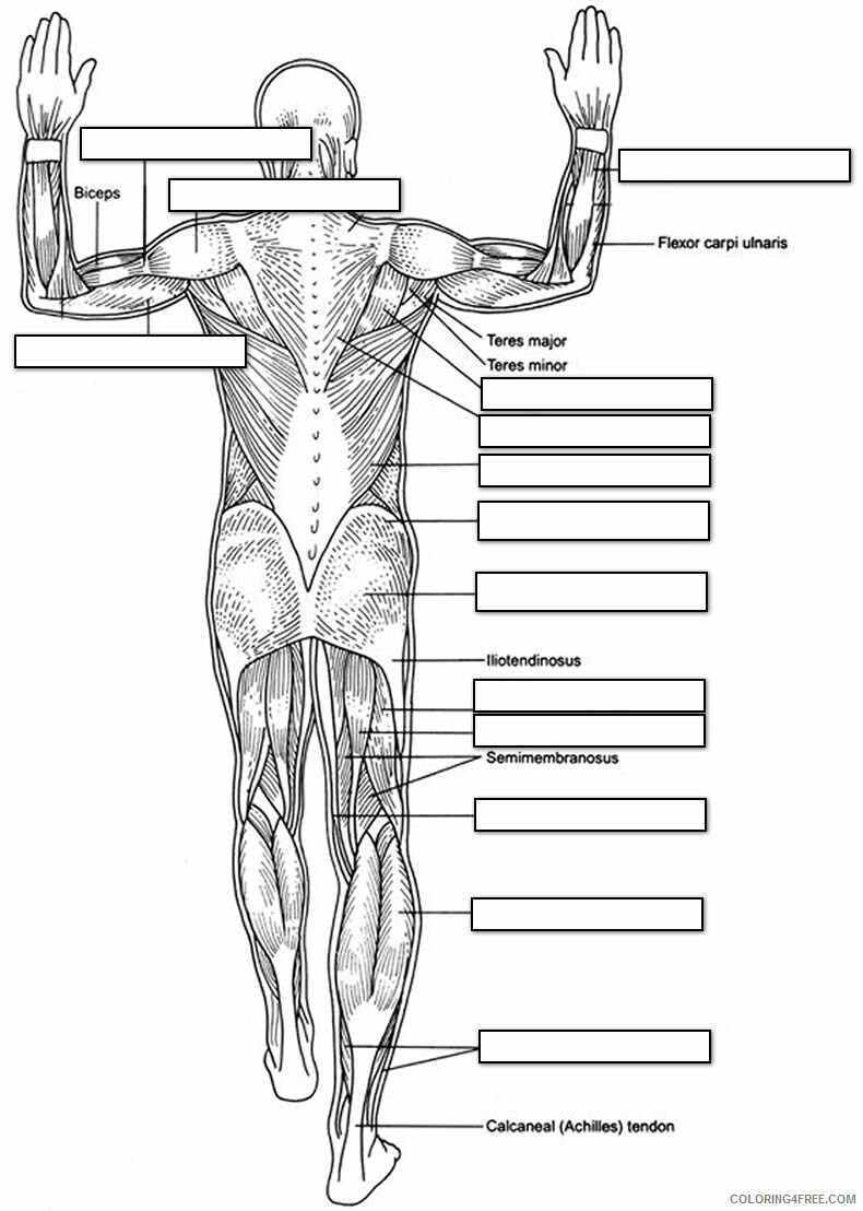 Anatomy and Physiology Coloring Pages Free Printable Sheets 2021 a 5775 Coloring4free