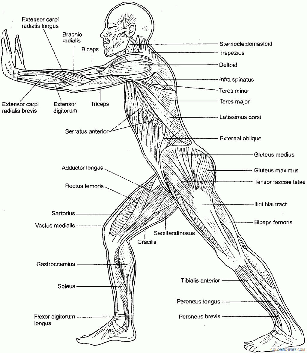 Anatomy and Physiology Coloring Pages Free Printable Sheets Convenient 2021 a 5778 Coloring4free