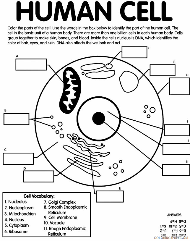 Anatomy and Physiology Coloring Pages Free Printable Sheets Human cell and labeling 2021 a Coloring4free