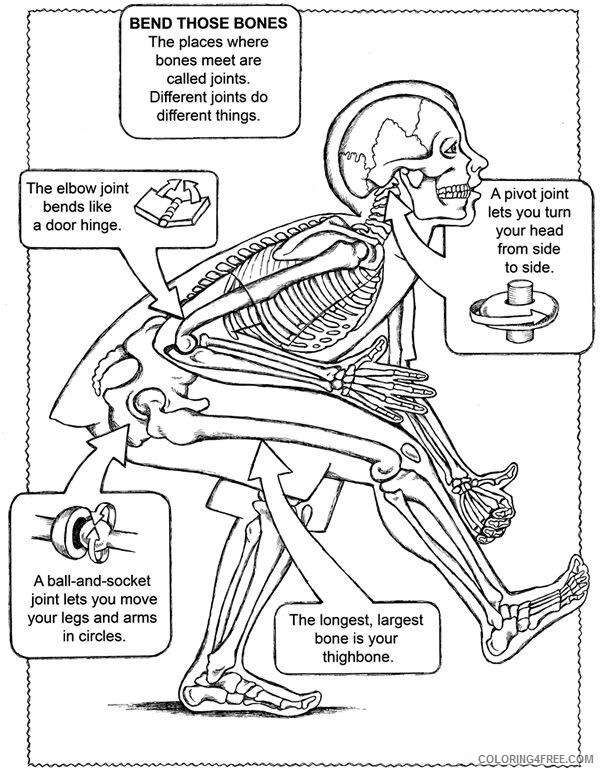 Anatomy And Physiology Coloring Pages Printable Sheets Bone Joints Bones 2021 A Coloring4free Coloring4free Com