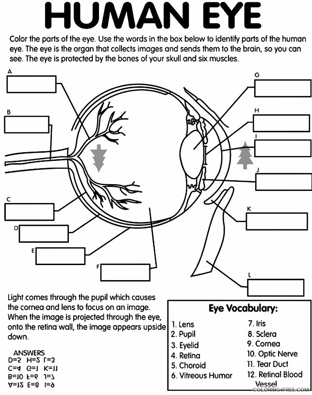Anatomy and Physiology Coloring Pages Printable Sheets Human eye with 2021 a Coloring4free