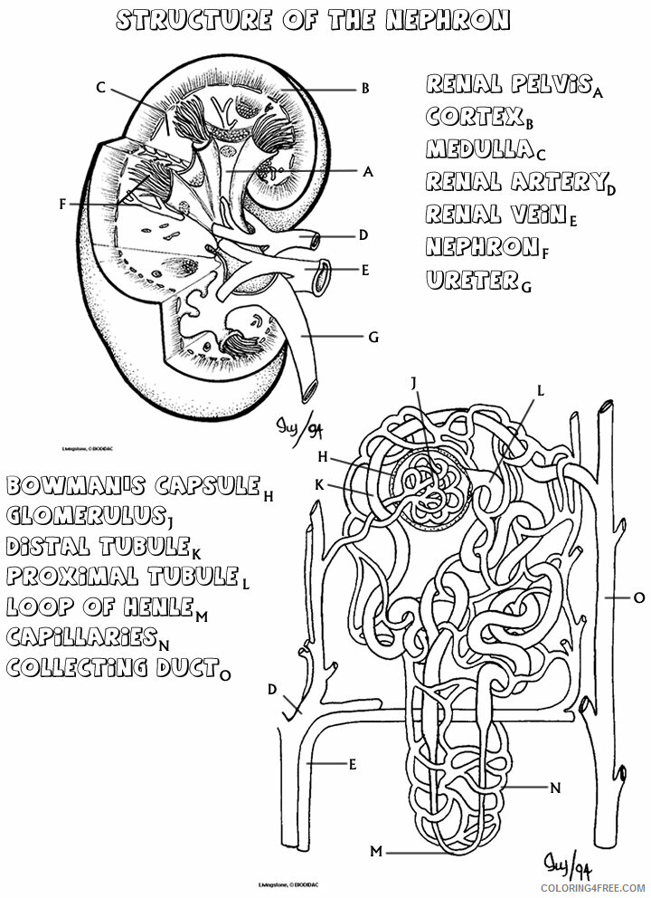 Anatomy and Physiology Free Coloring Pages Printable Sheets 2021 a 5786 Coloring4free