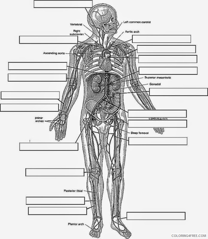 Anatomy and Physiology Free Coloring Pages Printable Sheets Workbook 2021 a 5790 Coloring4free