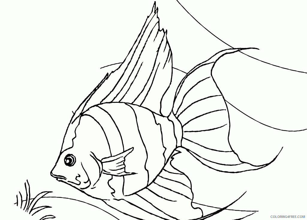 Angel Fish Drawing Printable Sheets Angelfish Printable Sheet Realistic 2021 a 6034 Coloring4free