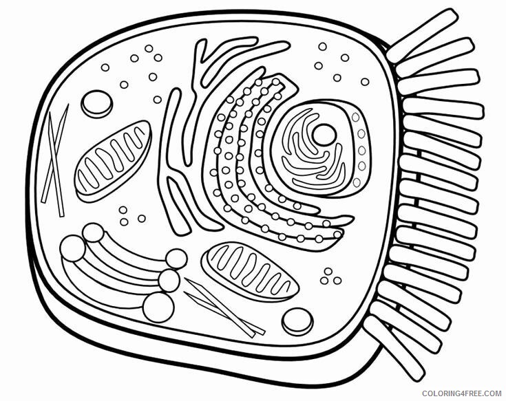 Animal And Plant Cell Coloring Pages Printable Sheets Animal Cell Page New 21 A 0026 Coloring4free Coloring4free Com