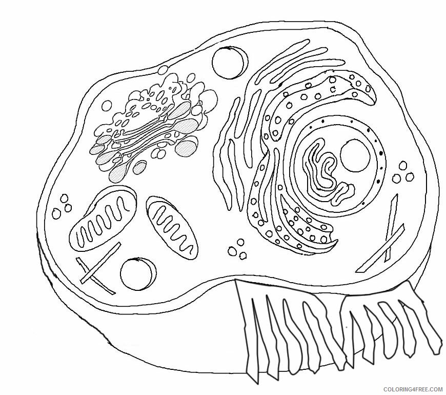 Animal And Plant Cell Coloring Pages Printable Sheets Cell Animal cells 2021 a 0024 Coloring4free