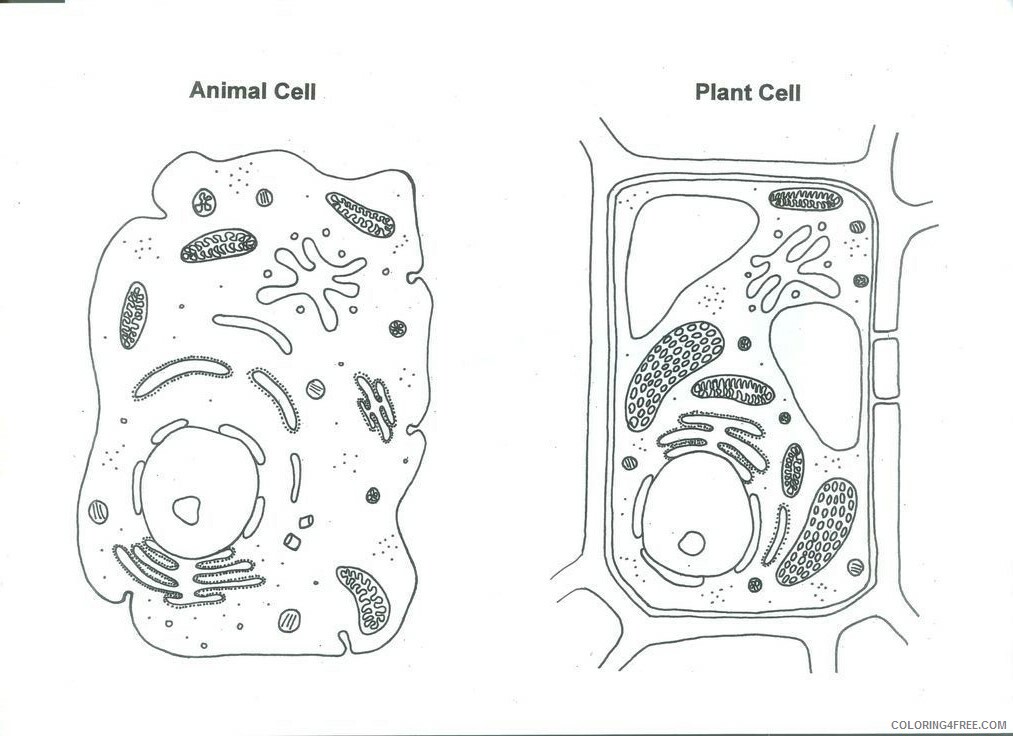 Animal And Plant Cell Coloring Pages Printable Sheets Plant cell Animal cell 2021 a Coloring4free