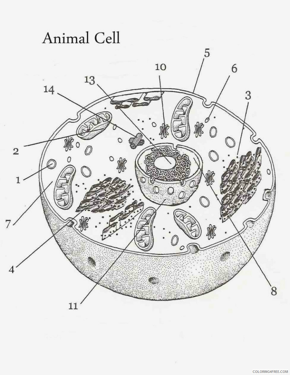 Animal And Plant Cell Coloring Pages Printable Sheets Sv 8002 Labeled Animal Cell 2021 A Coloring4free Coloring4free Com