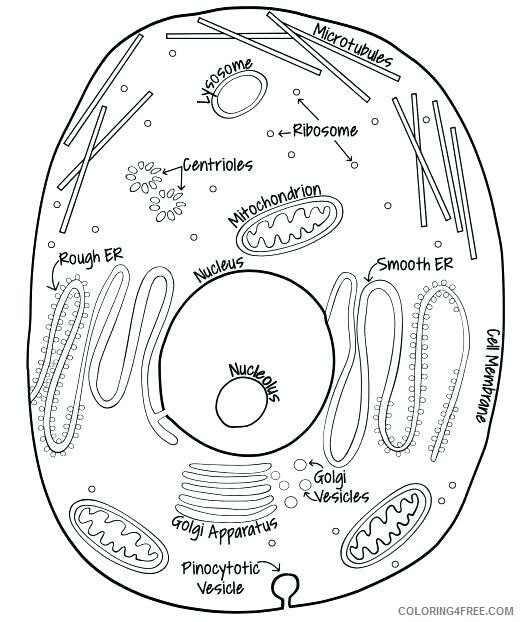 Animal And Plant Cell Coloring Pages Printable Sheets book Biology Book 2021 a 0027 Coloring4free