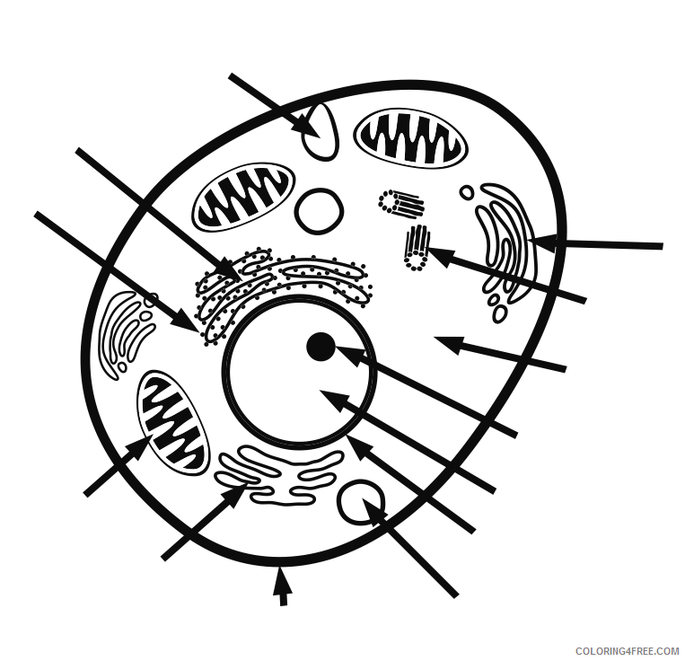 Animal Cell Coloring Page Printable Sheets Animal Cell Free printable to 2021 a 0058 Coloring4free