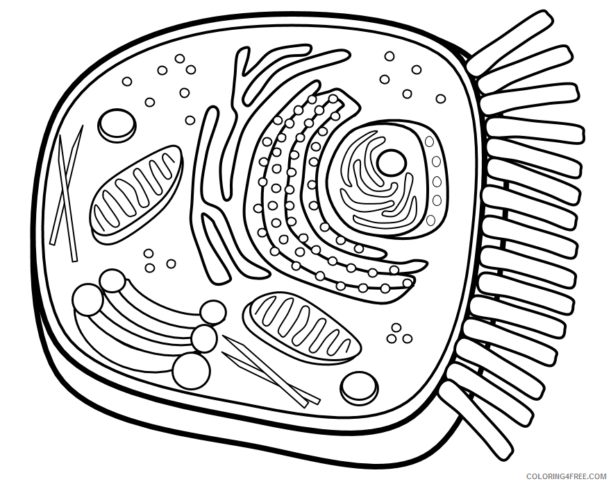 Animal Cell Coloring Page Printable Sheets Animal Cell png 2021 a 0062 Coloring4free