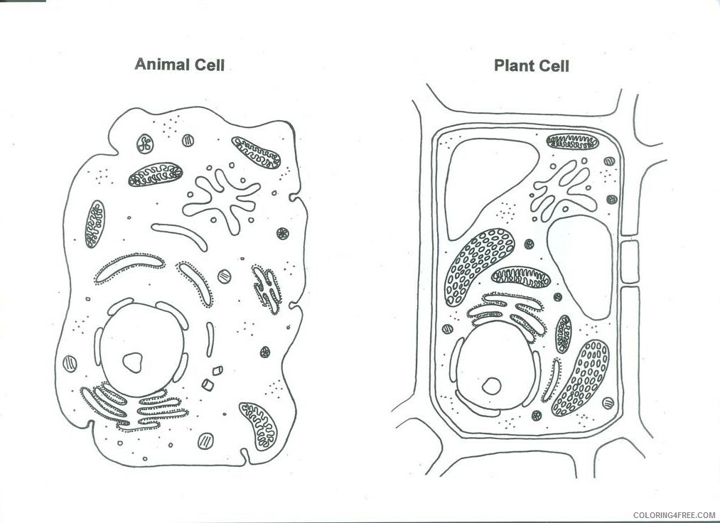 Animal Cell Coloring Page Printable Sheets Pin by Stephanie May on 2021 a 0064 Coloring4free