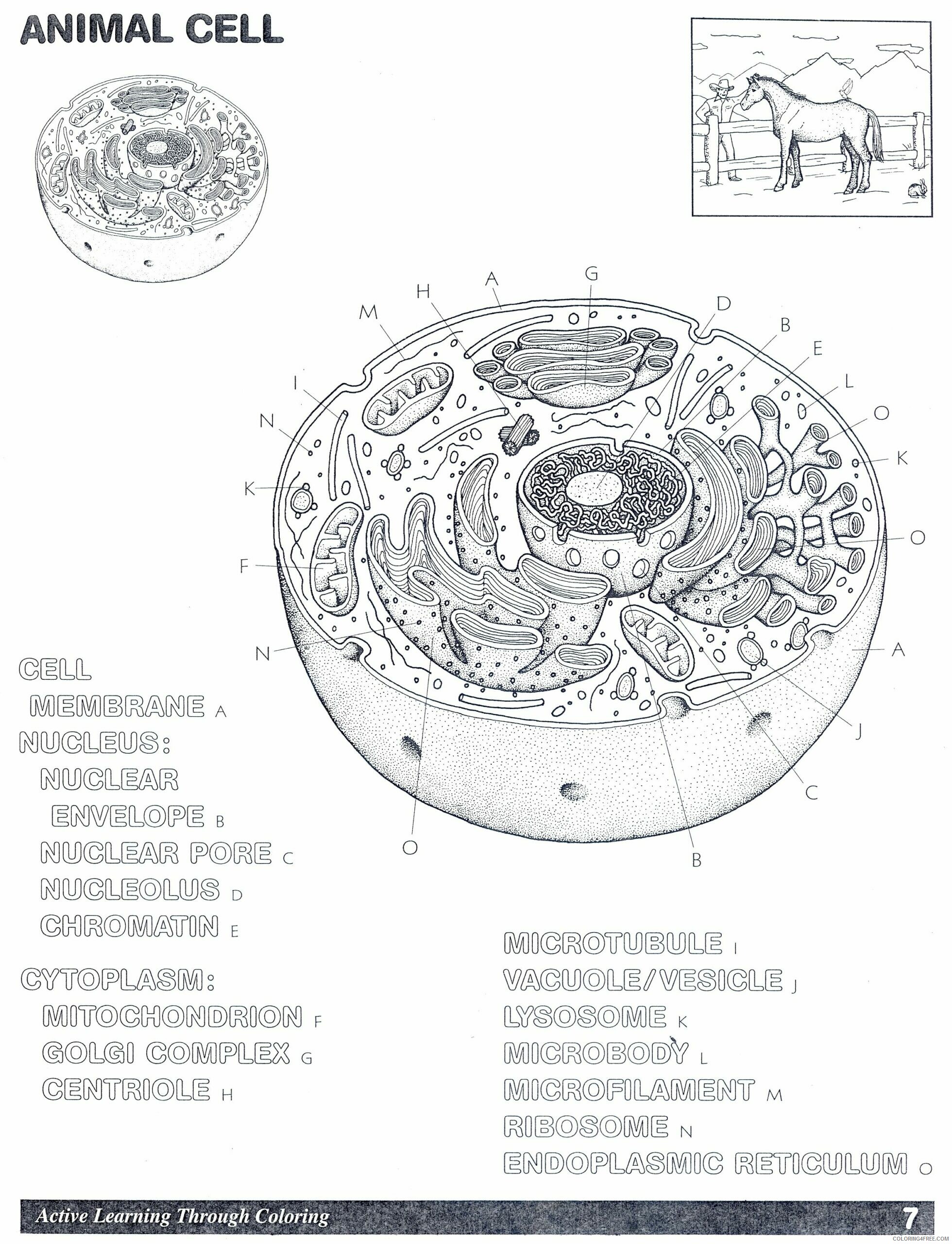 Animal Cell Coloring Page Printable Sheets animal cell jpg 2021 a 0063 Coloring4free