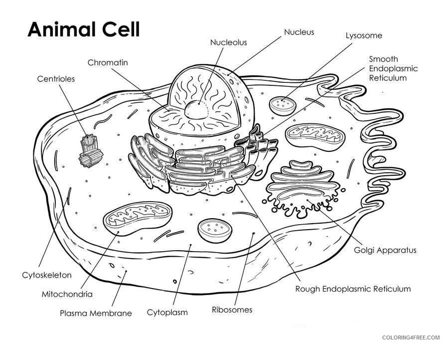 Animal Cell Coloring Page Printable Sheets animal cell page coloring 2021 a 0060 Coloring4free