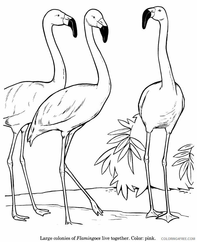 Animal Photos for Kids Printable Sheets Animal Drawings Flamingo 2021 a 0597 Coloring4free