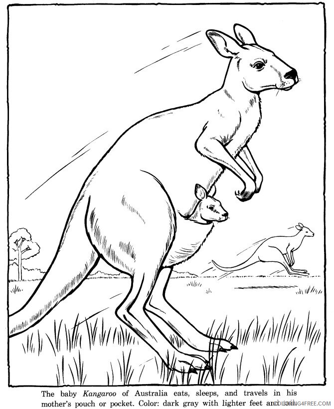 Animal Pictures to Color Printable Sheets Kangaroo picture sheets to 2021 a 0672 Coloring4free