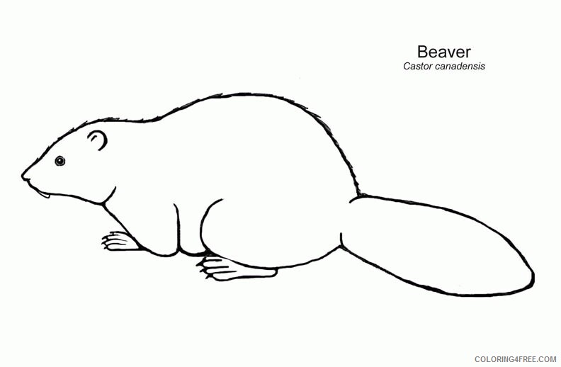 Animal Templates Cut Out Sheets Beaver Exploring Nature Educational Resource 2021 a 0846 Coloring4free