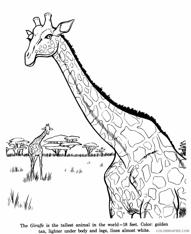 Animals Pictures for Kids Printable Sheets Animal Drawings Giraffe 2021 a 1094 Coloring4free