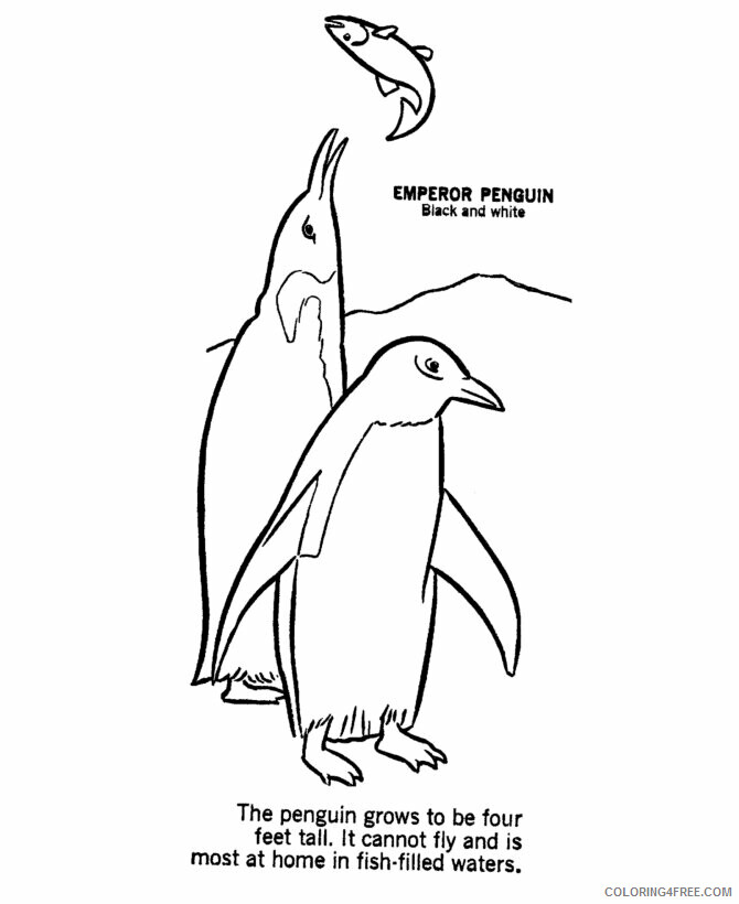 Antarctic Animals Coloring Pages Printable Sheets Wild Animal Penguin 2021 a 1633 Coloring4free
