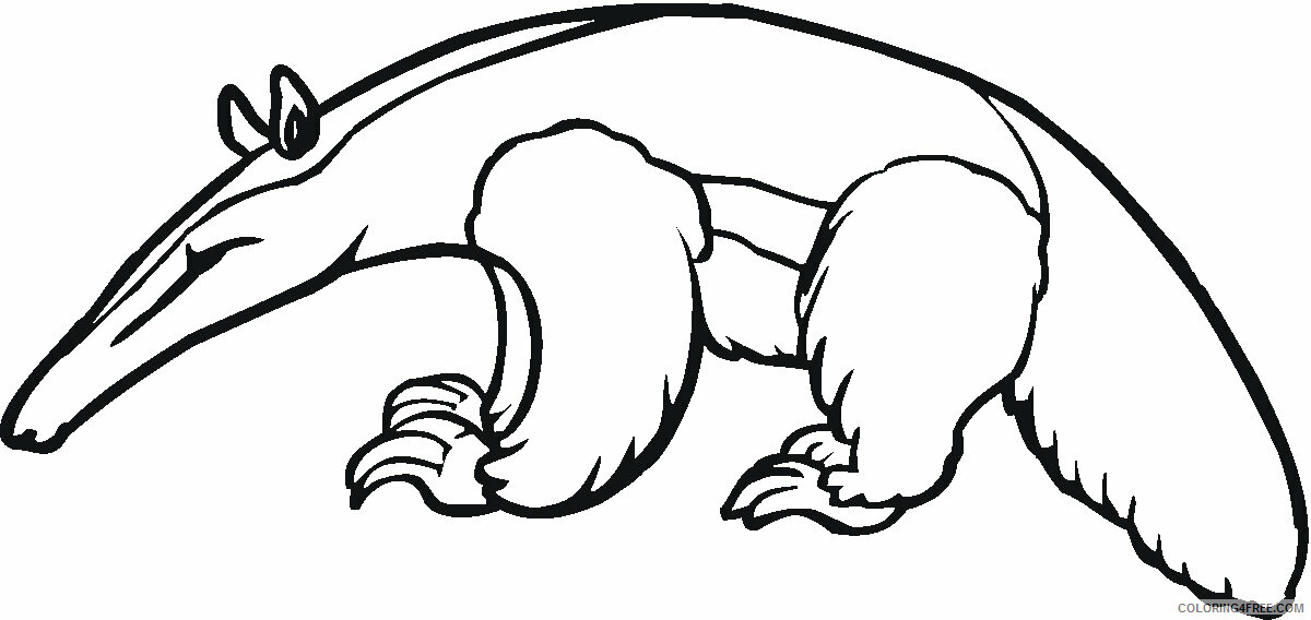 Anteater Pictures Printable Sheets Free Anteater1 jpg 2021 a 1659 Coloring4free
