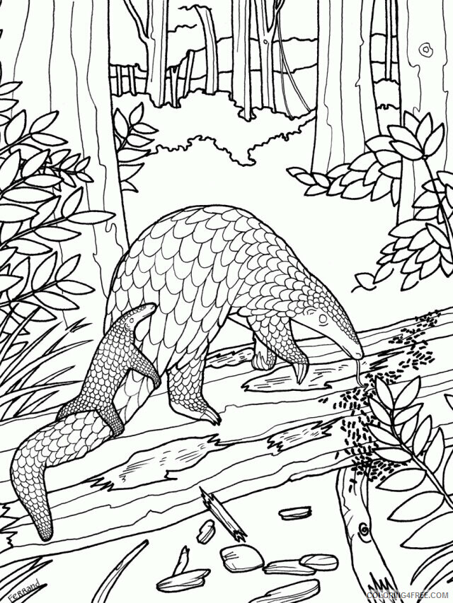 Anteater Pictures Printable Sheets anteater jpg 2021 a 1657 Coloring4free