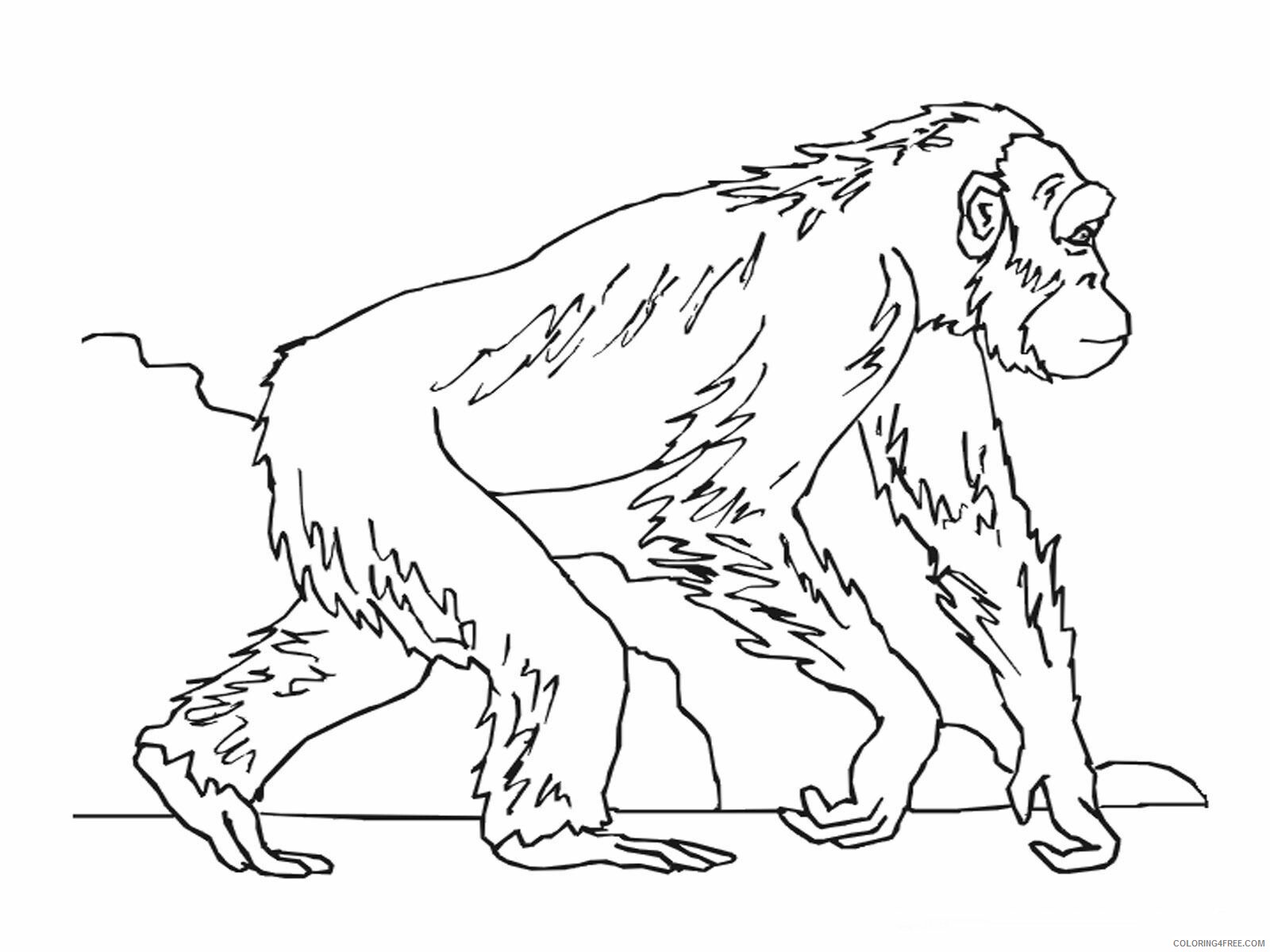 Ape Coloring Page Gorilla Printable Sheets Ape Head Coloring 2021 a 1731 Coloring4free