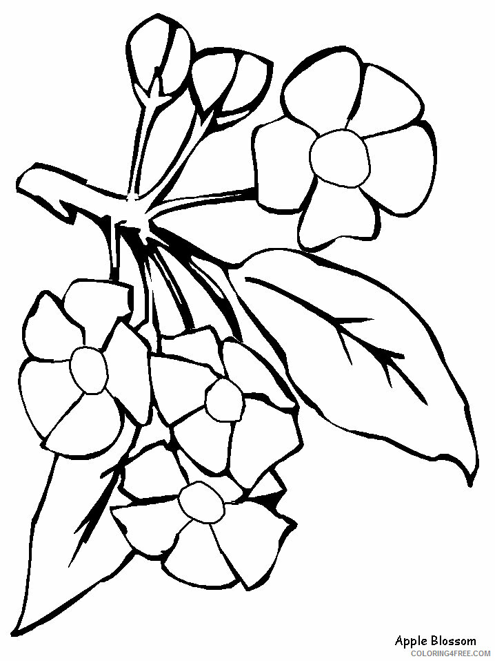 Apple Blossom Coloring Page Printable Sheets Apple Blossom Flowers 2021 a 1839 Coloring4free