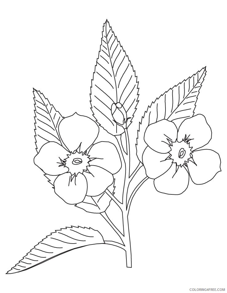 Apple Blossom Coloring Page Printable Sheets Apple Blossom Page Download 2021 a 1837 Coloring4free