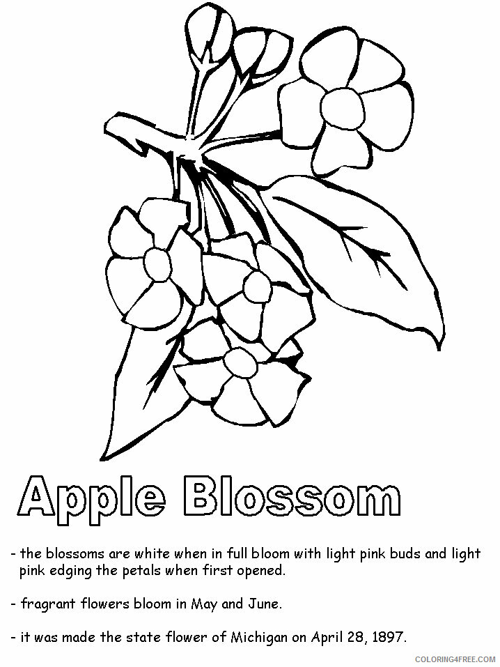 Apple Blossom Coloring Page Printable Sheets Apple Blossom page jpg 2021 a 1838 Coloring4free