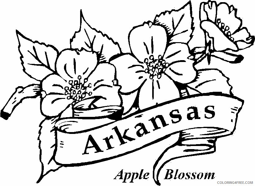 Apple Blossom Coloring Page Printable Sheets Arkansas Pages 2021 a 1843 Coloring4free