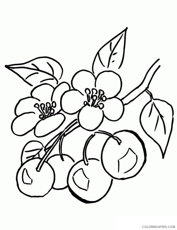 Apple Blossom Coloring Page Printable Sheets Cherry Blossom Tree Flower 2021 a 1841 Coloring4free