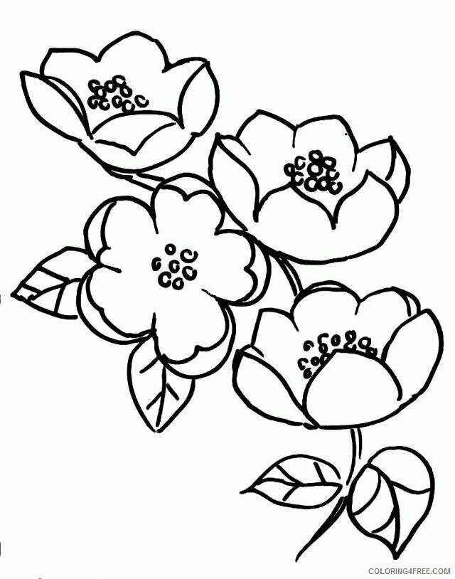 Apple Blossom Coloring Page Printable Sheets Flowers And Branches Blossoms 2021 a Coloring4free