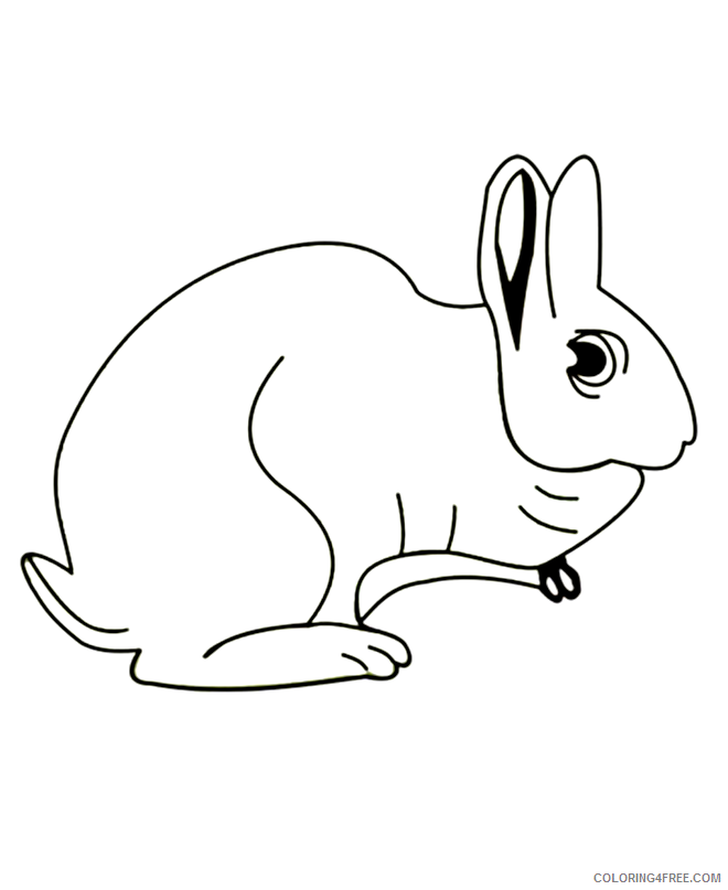 Arctic Animals Coloring Pages Printable Sheets arctic hare Colouring png 2021 a 2325 Coloring4free