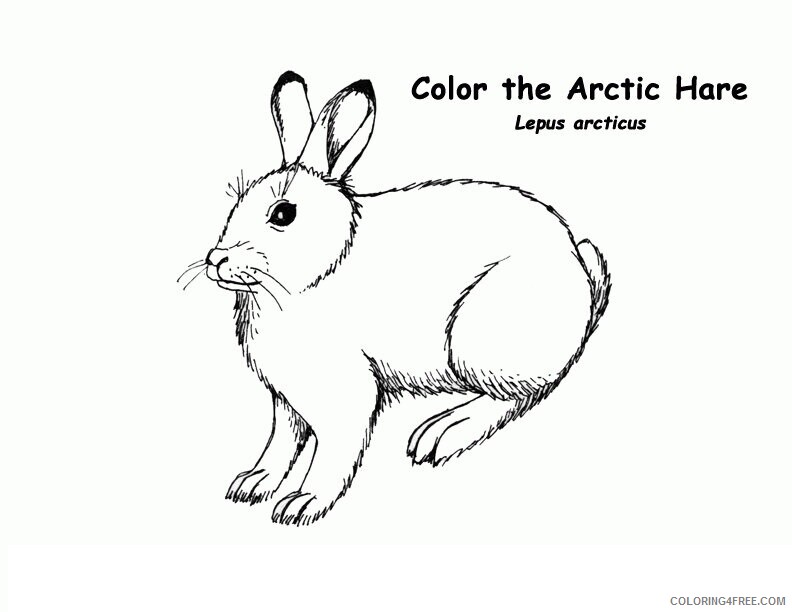 Arctic Coloring Page Printable Sheets 12 Pics of Detailed Coloring 2021 a 2330 Coloring4free