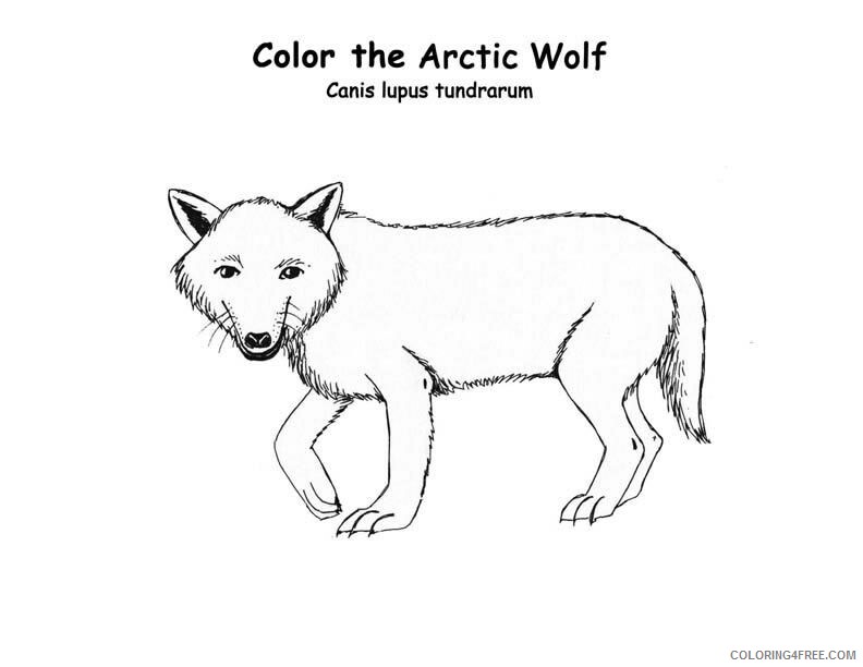 Arctic Coloring Page Printable Sheets Arctic for Kids 2021 a 2331 Coloring4free