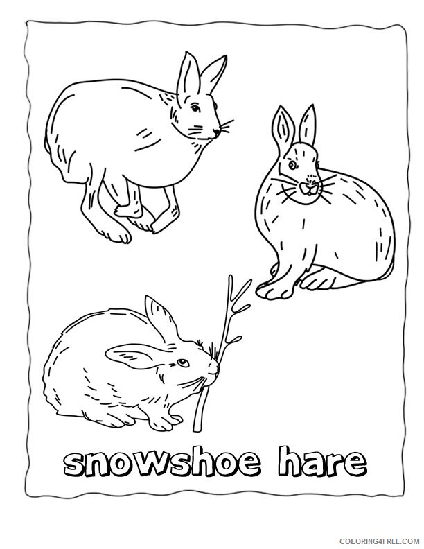 Arctic Coloring Page Printable Sheets Printable Hare Arctic 2021 a 2348 Coloring4free