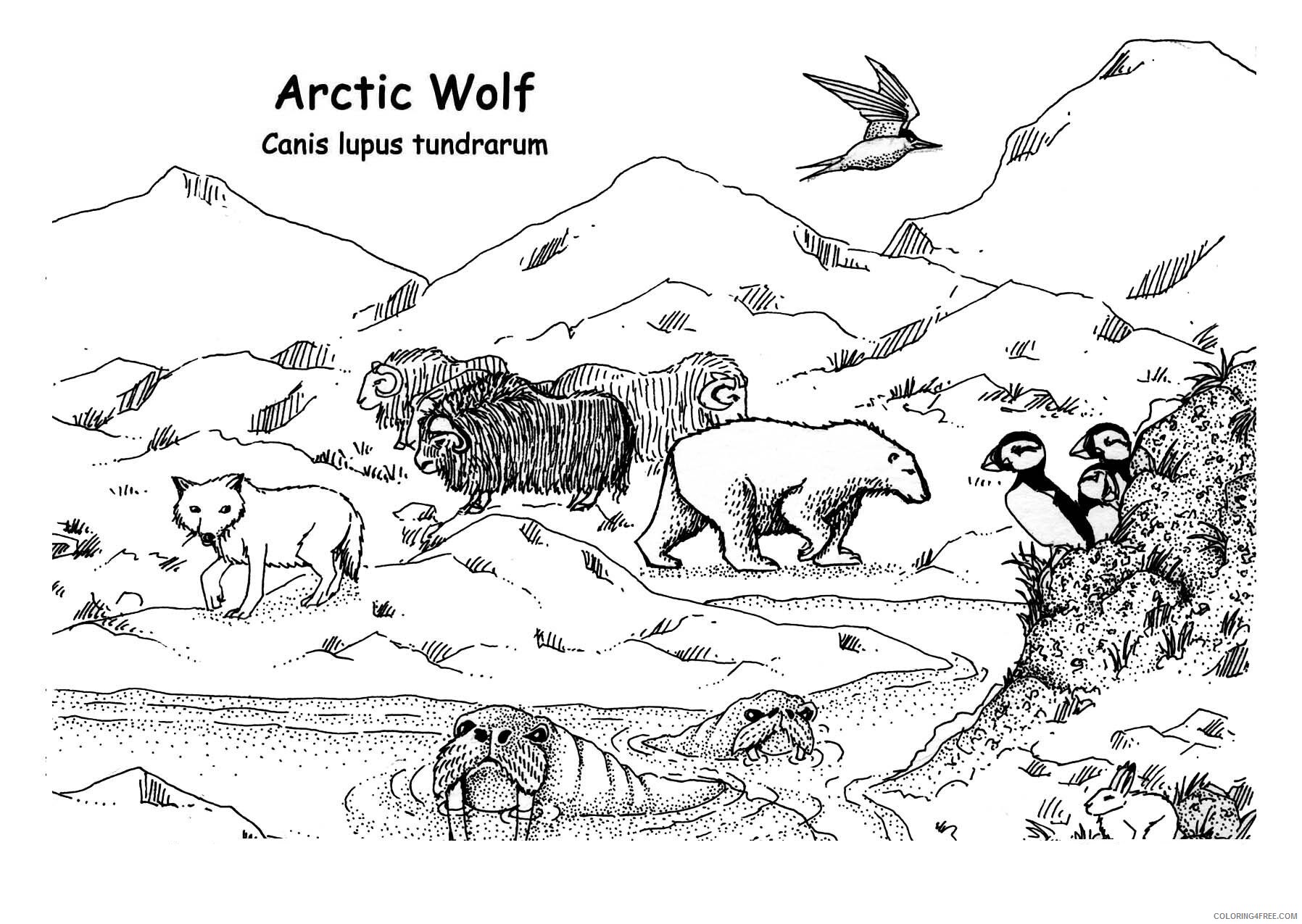 Arctic Coloring Page Printable Sheets Wolf Arctic jpg 2021 a 2349 Coloring4free