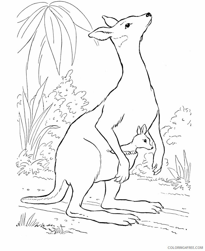 Australian Animals Coloring Pages Printable Sheets Free Printable Kangaroo 2021 a 3665 Coloring4free
