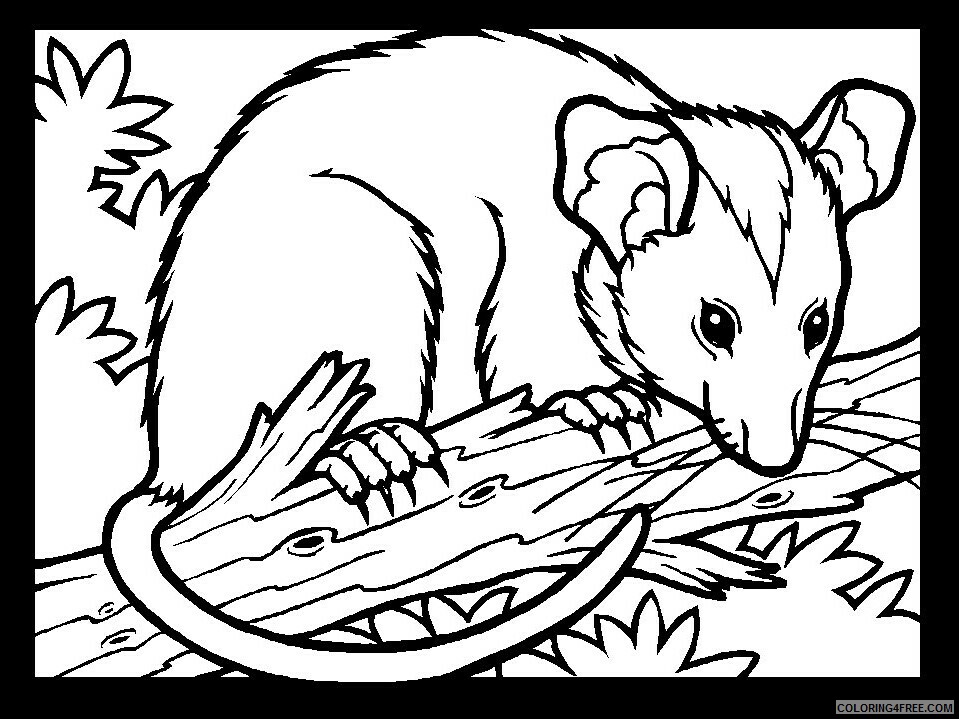 Australian Coloring Pages Printable Sheets Color Possum Animals Pages 2021 a 3668 Coloring4free